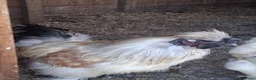 Mixed Breed poultry for sale: Mixed Flock Available  - Advert 4