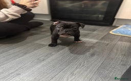 Mixed Breed dogs for sale: French bulldog X Olde English bulldog - Image 1