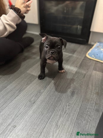 Mixed Breed dogs - Advert 2