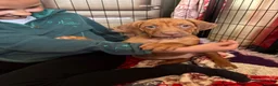 Rhodesian Ridgeback dogs for sale: Exceptionally Health Tested KC Ridgeback Puppies - Advert 10