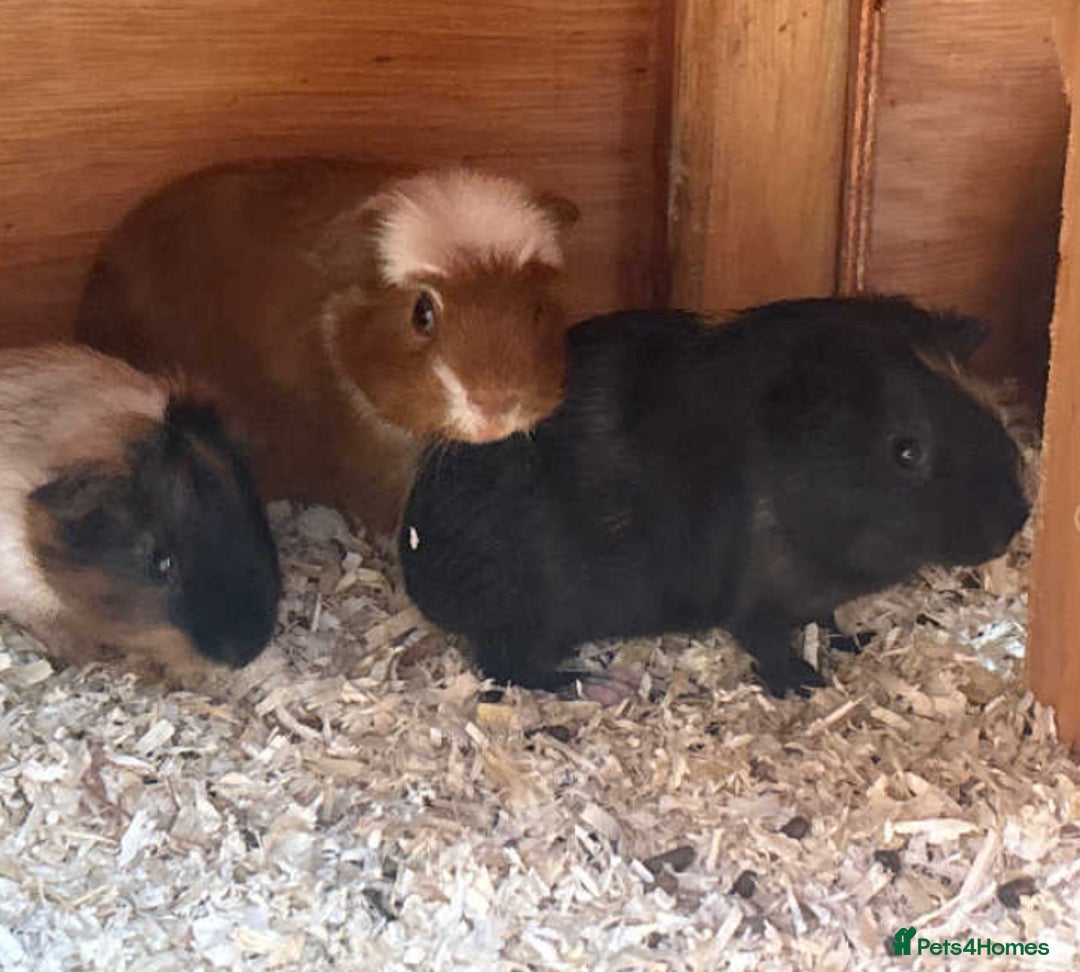 Guinea Pig rodents for sale: Gorgeous baby guinea pigs  - Image 2