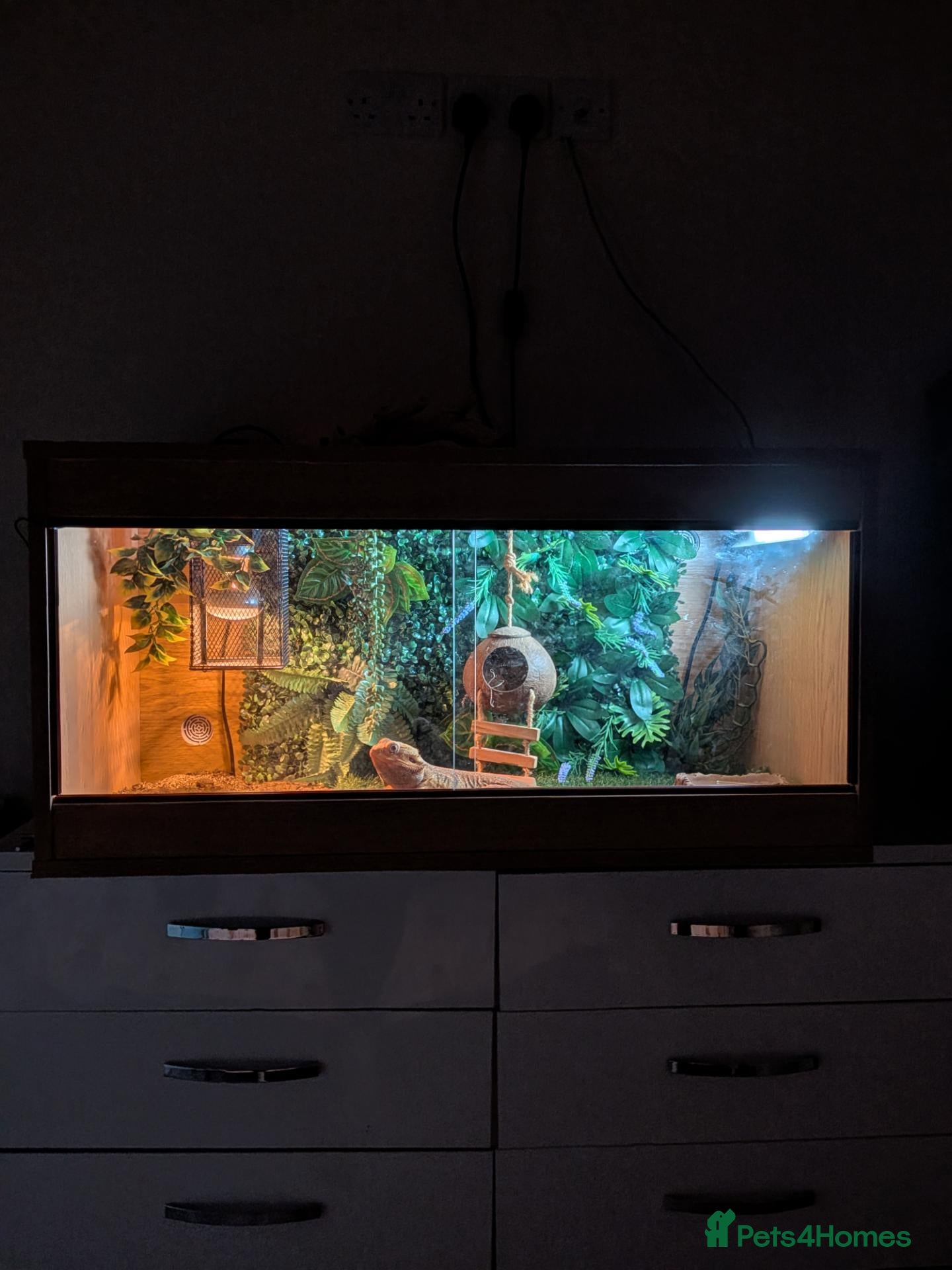 Bearded Dragon reptiles Needs rehoming ASAP Bearded dragon  - Advert 1