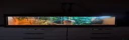 Bearded Dragon reptiles for sale: Needs rehoming ASAP Bearded dragon  in Bournemouth - Advert 1