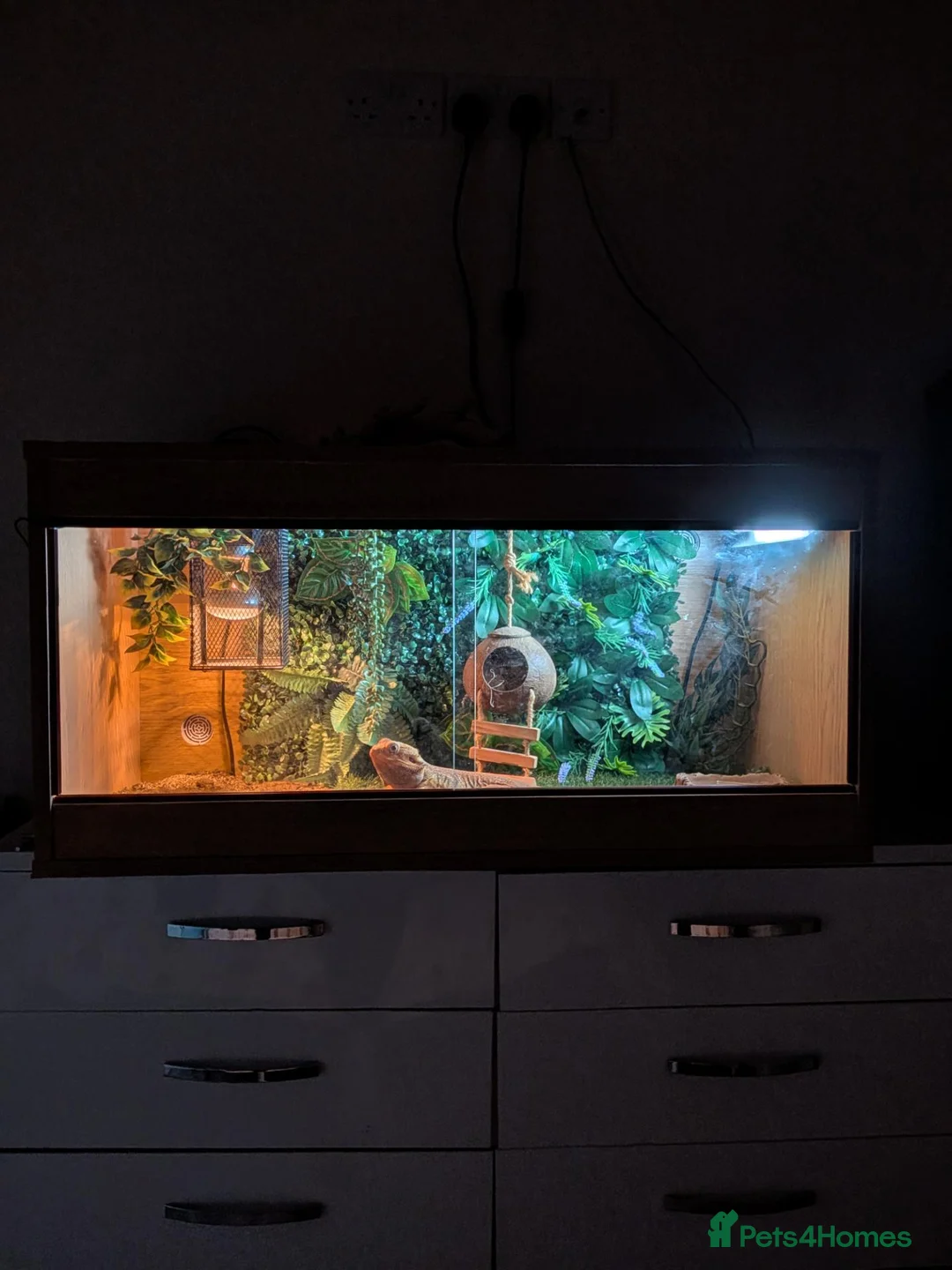 Bearded Dragon reptiles for sale: Needs rehoming ASAP Bearded dragon  in Bournemouth - Advert 1