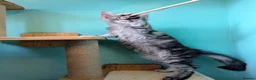 Maine Coon cats for sale: Pedigreed Maine Coon kittens - Advert 9
