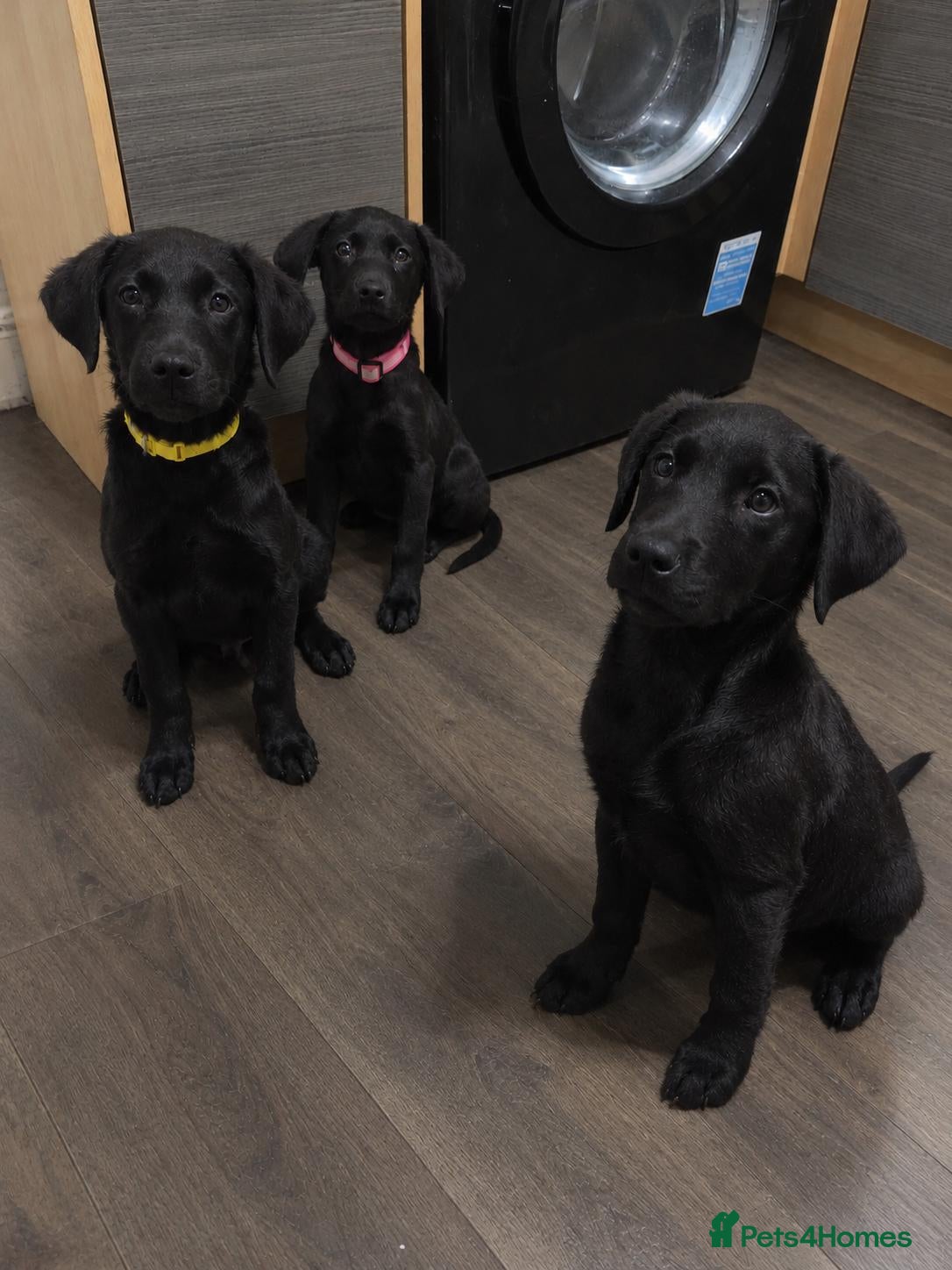 Labrador Retriever dogs for sale: 💥beautiful labrador puppies💥 (Male) - Advert 21