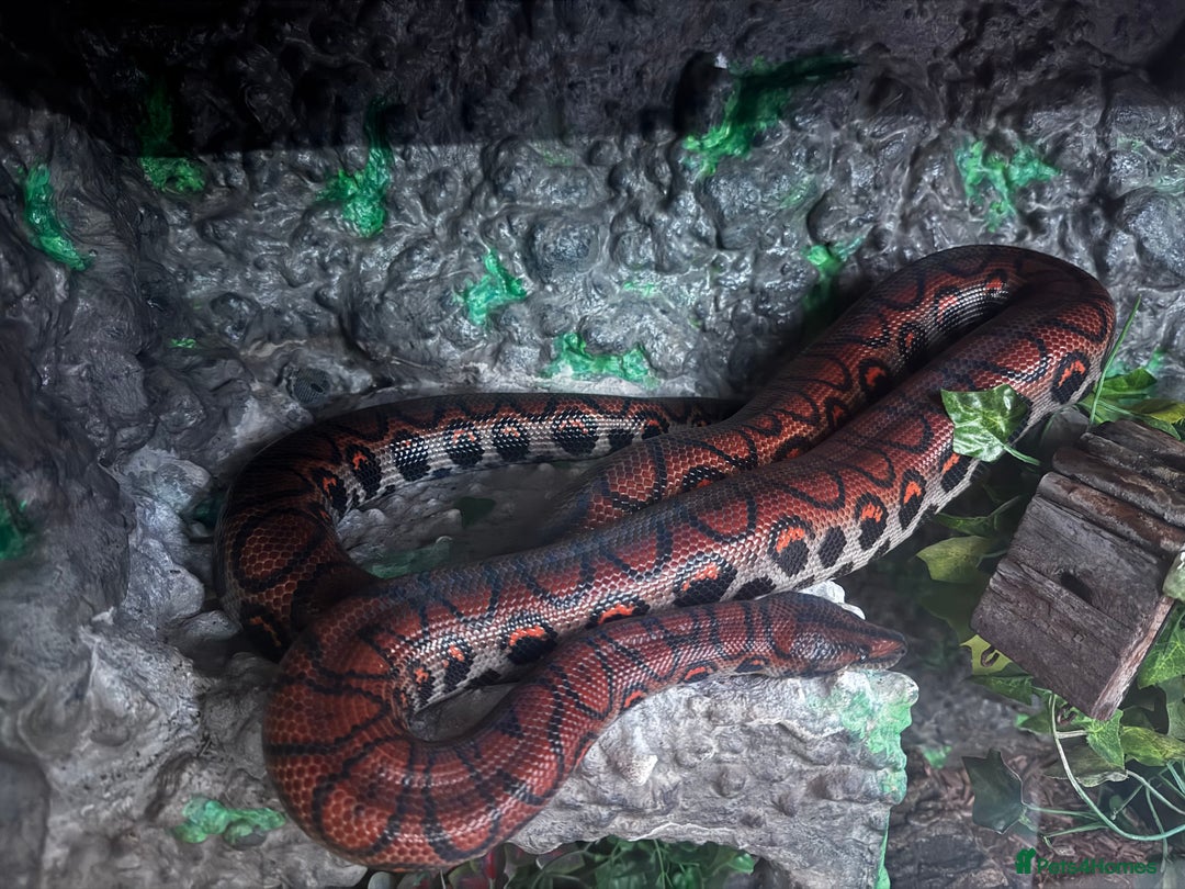 Boa Snake reptiles for sale: Beautiful Rainbow Boa + equipment  - Advert 3