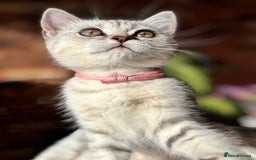 British Shorthair cats for sale: ✨LAST KITTEN LEFT✨OPEN TO OFFERS FOR RIGHT HOME✨ - Image 27