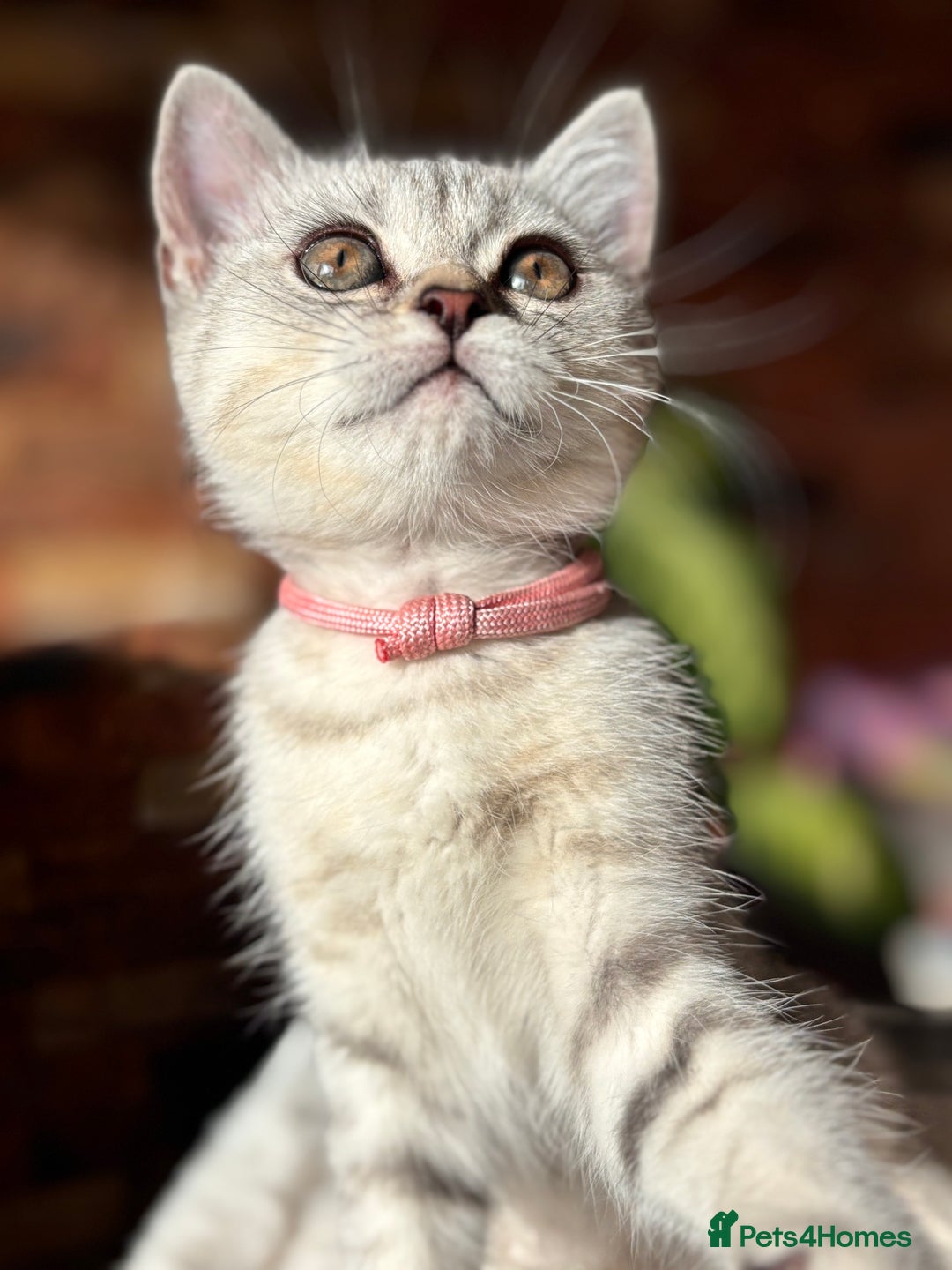 British Shorthair cats for sale: ✨LAST KITTEN LEFT✨OPEN TO OFFERS FOR RIGHT HOME✨ - Image 27