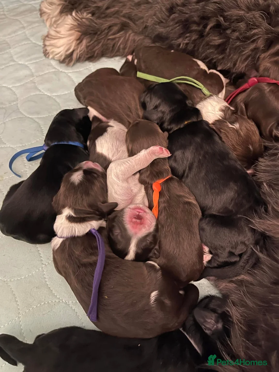 Portuguese Water Dog dogs for sale: 5🌟 champion lines Portuguese water puppies  in Chichester - Advert 2