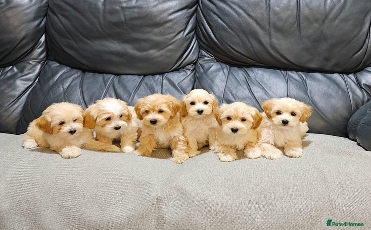 Maltipoo dogs - Advert 1