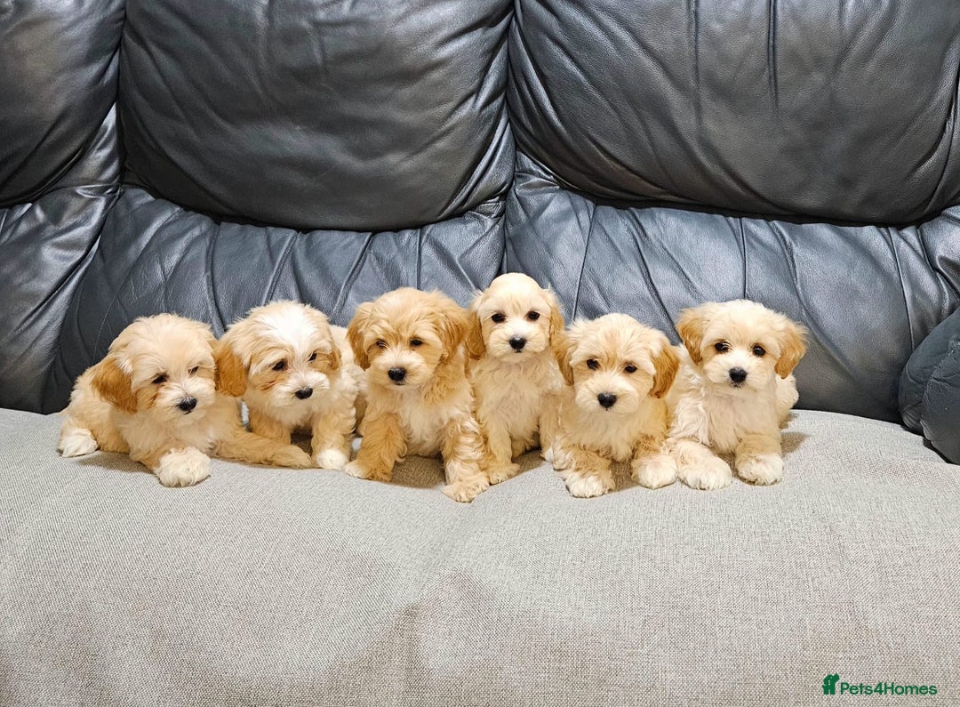 Maltipoo dogs for sale: Gourgeous maltipoo litter 🐶🐾 - Image 1