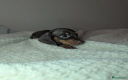 Miniature Dachshund dogs for sale: Miniature dachshund puppies  - Image 12
