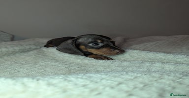Miniature Dachshund dogs - Advert 11