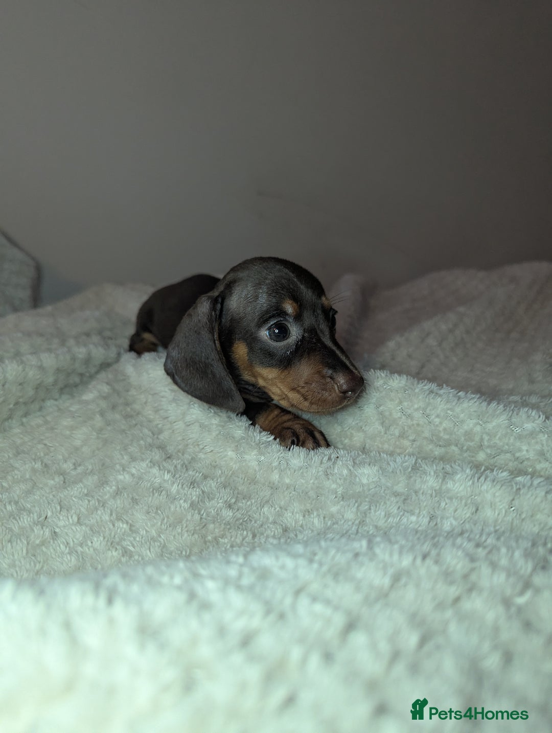 Miniature Dachshund dogs for sale: Miniature dachshund puppies  - Image 12
