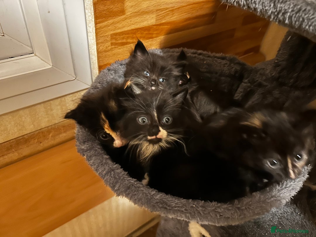 Ragcoon cats for sale: Ragdoll cross Maine coon - Image 10