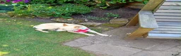 Mixed Breed dogs for adoption: ❤️🐶 STELLA – SMALL BODY, HUGE HEART, ENDLESS LOVE in Burton-on-Trent - Advert 8
