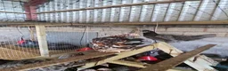 Chickens poultry for sale: Hybrids hens  - Advert 5