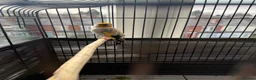 Canaries birds for sale: SIBERIAN GOLDFINCH  in Smethwick - Advert 1