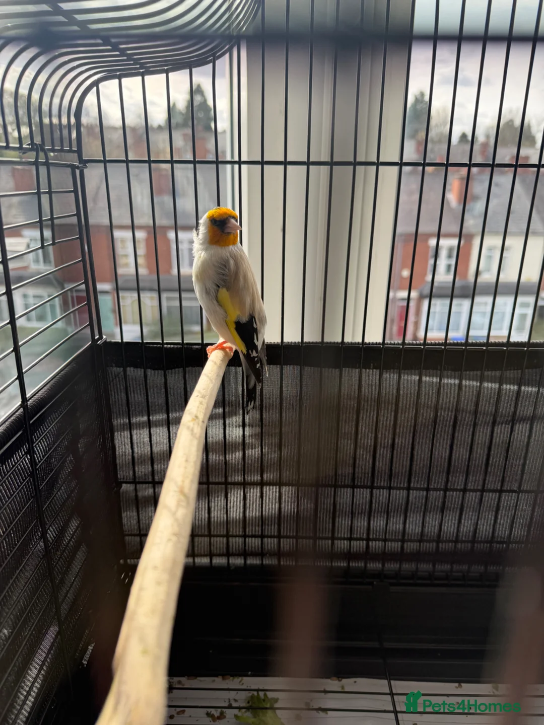 Canaries birds for sale: SIBERIAN GOLDFINCH  in Smethwick - Advert 1