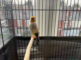 Canaries birds SIBERIAN GOLDFINCH - Advert 1