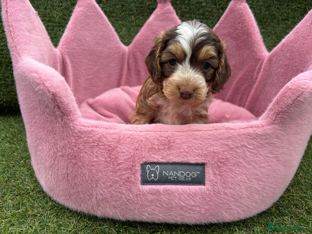 Cockapoo dogs for sale: ⭐️ Stunning Rare Coloured F1 Miniature Cockpoos ⭐️ - Image 26