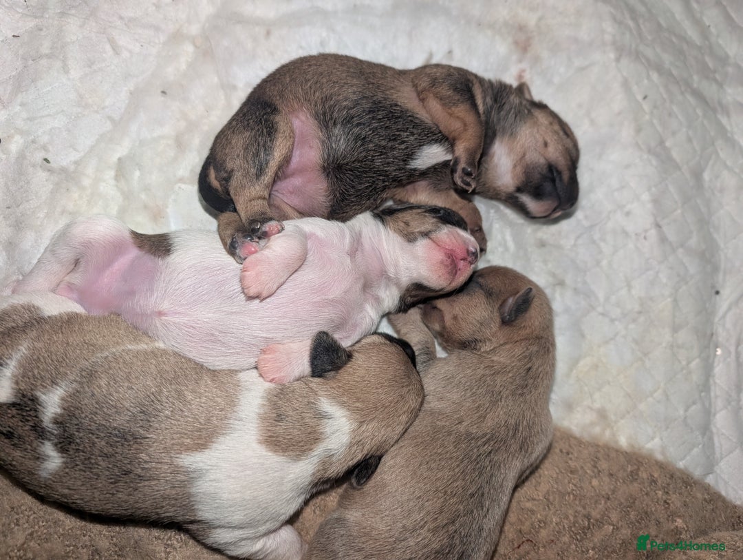 Mixed Breed dogs for sale: Beautiful Shihtzu x Cairn Terrier/Sausage x JRT - Advert 3