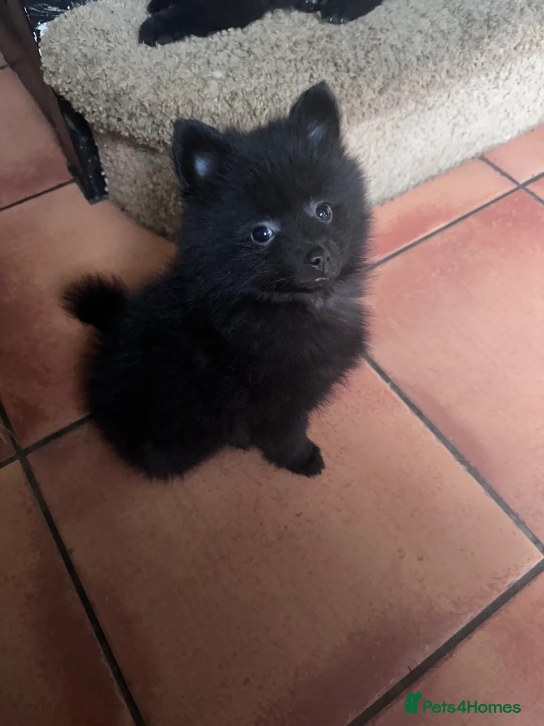 Pomeranian dogs for sale: Pomeranian puppies  - Advert 4