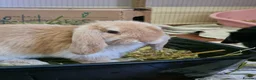 Mini Lop rabbits for sale: Two delightful mini hops seek a forever home - Advert 3