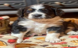 Bernedoodle dogs for sale: Beautiful Bernedoodle babies  - Advert 8