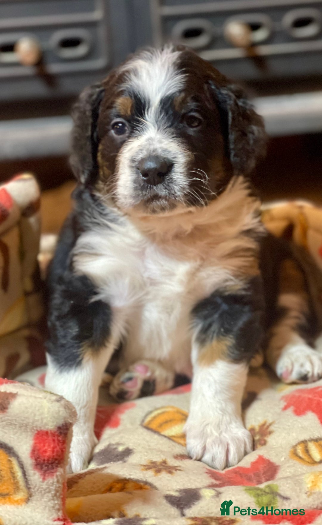 Bernedoodle dogs for sale: Beautiful Bernedoodle babies  - Advert 8