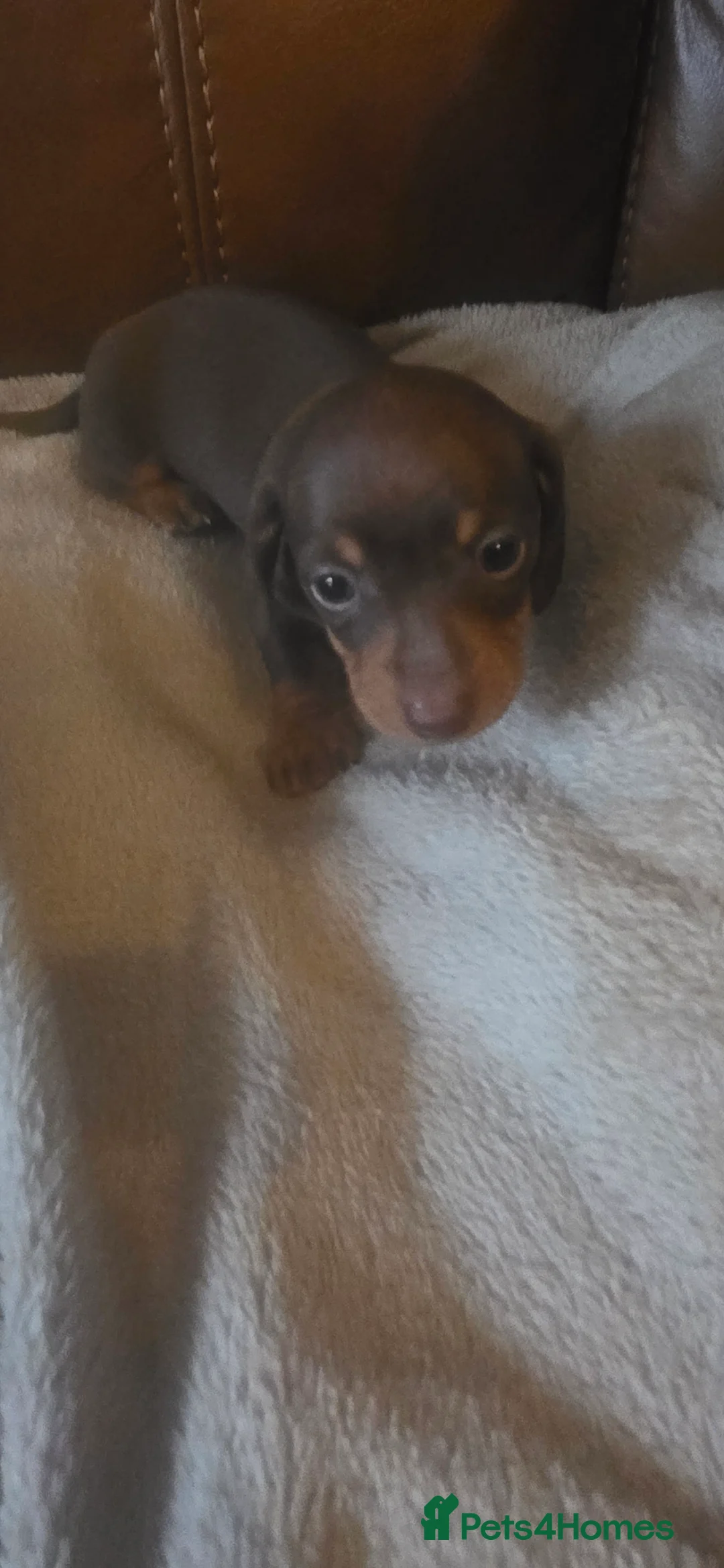 Dachshund dogs for sale: Mini dachunds  - Advert 2