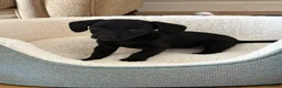Miniature Dachshund dogs for sale: Baby dachshund needs rehomed - Advert 3