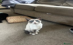 Devon Rex cats for sale: Two Devon Rex needs loving homes - adopt adoption  - Image 1
