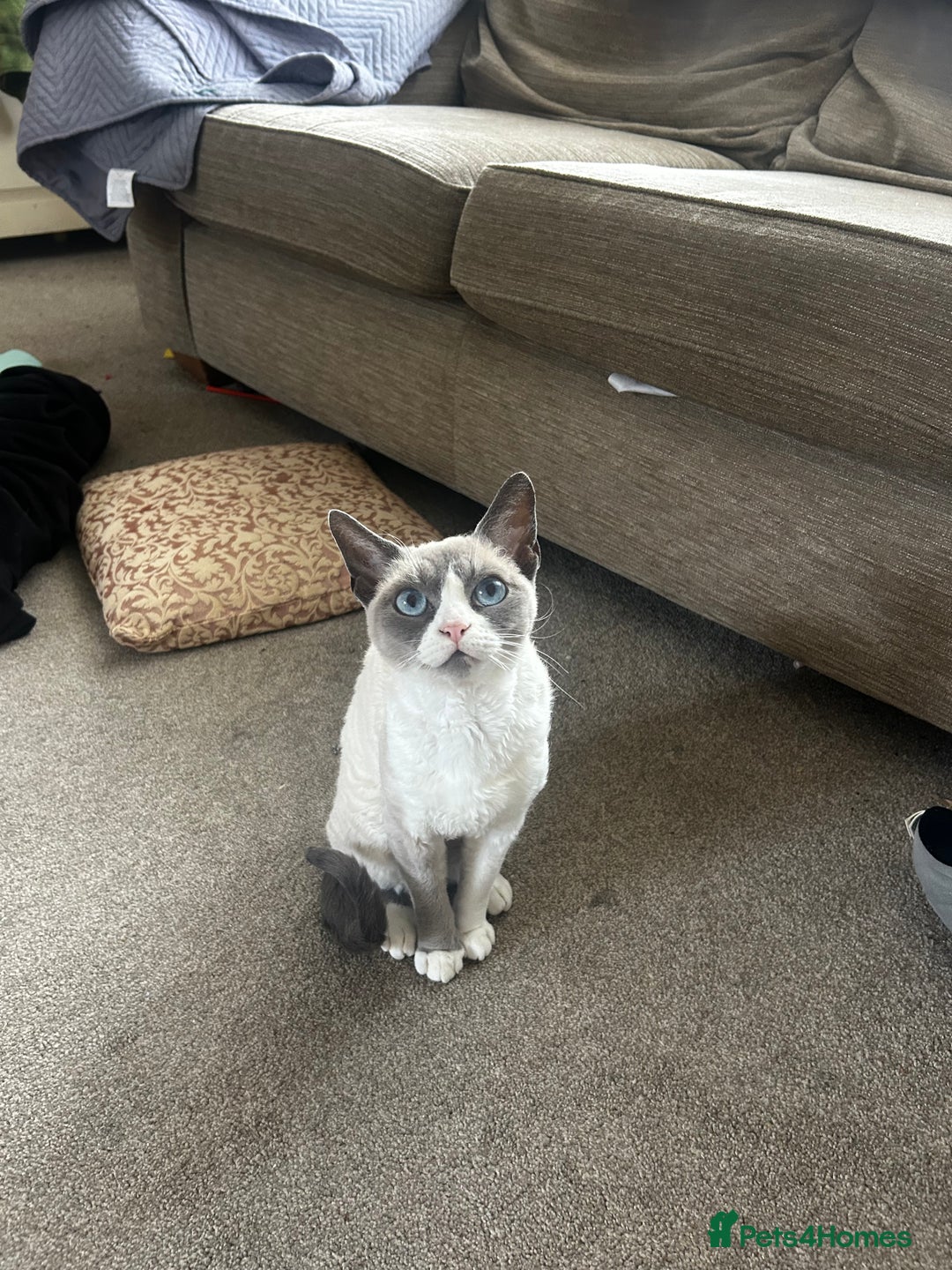 Devon Rex cats for sale: Two Devon Rex needs loving homes - adopt adoption  - Image 1