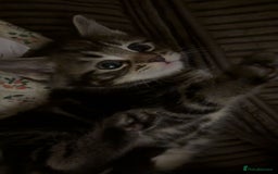 Mixed Breed cats for sale: The Fab Four - Advert 32