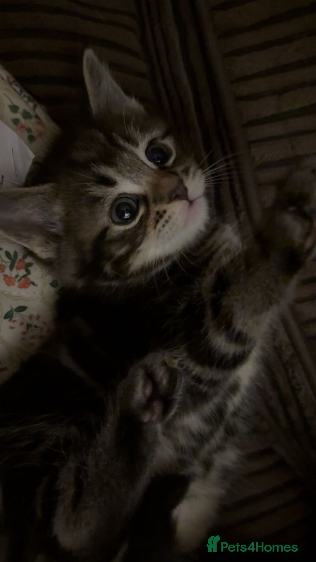 Mixed Breed cats for sale: The Fab Four - Advert 32