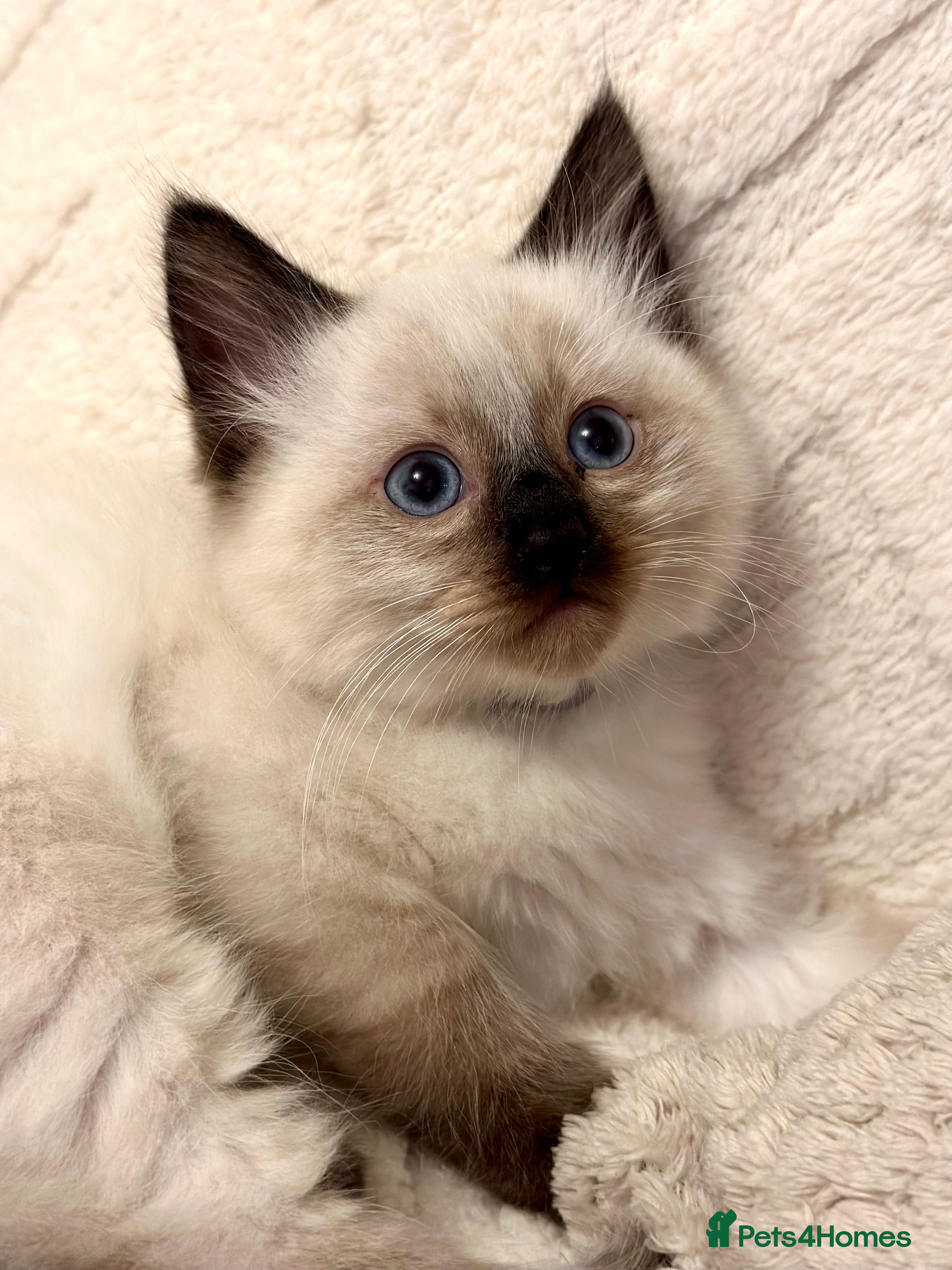 Ragdoll cats Ready to go 🌸9 weeks old boy💙 - Advert 6