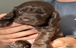 Cocker Spaniel dogs for sale: Cocker spaniel  - Image 2