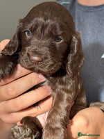 Cocker Spaniel dogs Cocker spaniel - Advert 2