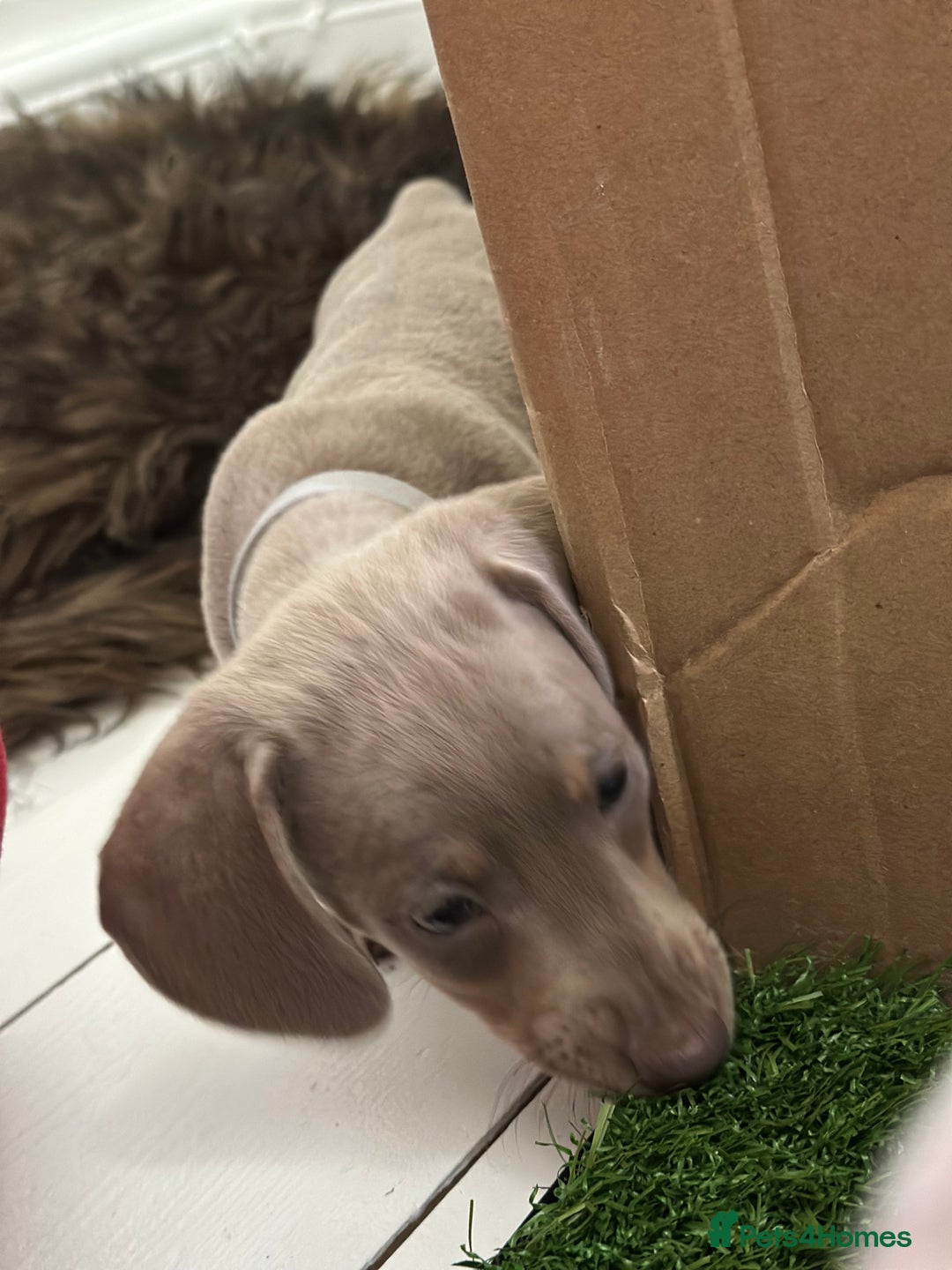 Miniature Dachshund dogs for sale: 🐾 Miniature Dachshund Puppies Isabella & Tan Boys - Image 5