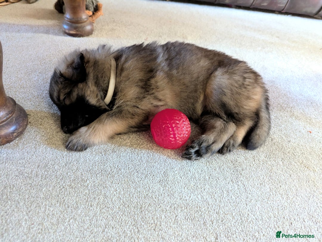 German Shepherd dogs for sale: Exceptional KC Health tested L/C Puppies  - Advert 9