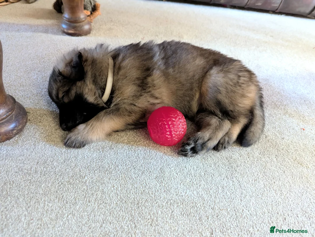 German Shepherd dogs for sale: Exceptional KC Health tested L/C Puppies  - Advert 10