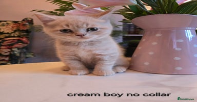 British Shorthair cats - Advert 4