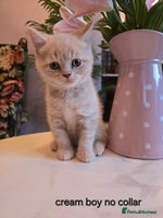 British Shorthair cats - Advert 4