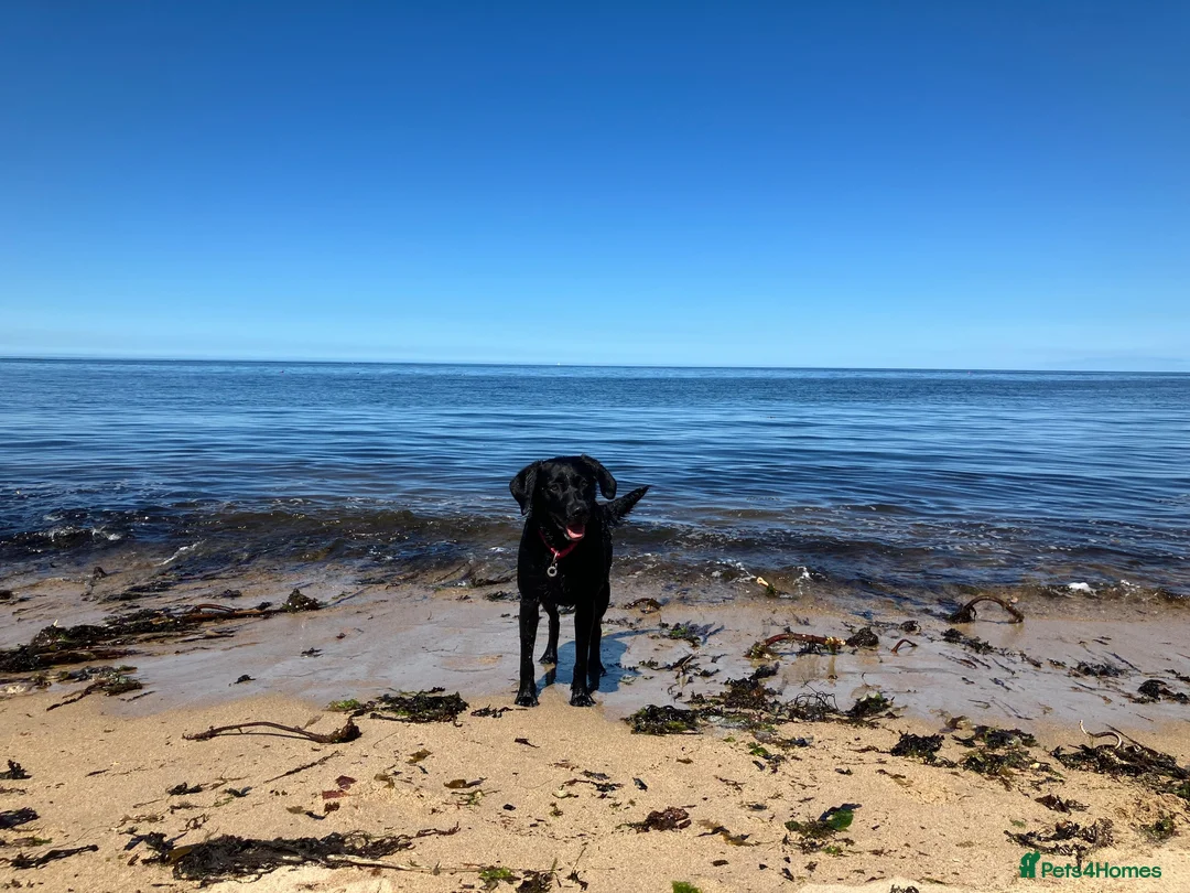 Labrador Retriever dogs for sale: Labrador puppies in Alnwick - Advert 2