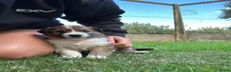 Border Collie dogs for sale: Striking Welsh Red & White Border Collies in Montgomery - Advert 11