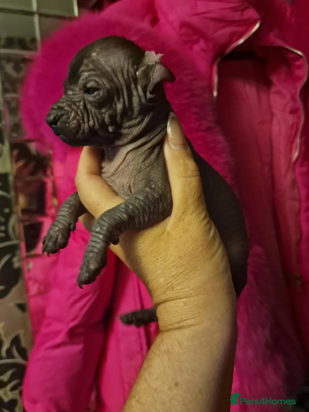 Mexican Hairless dogs for sale: 1 mini girl naked 1400 - Advert 9