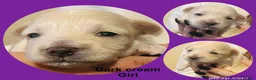 Maltipoo dogs for sale: Last girl left 6 wks old Beautiful maltipoo puppy - Advert 20