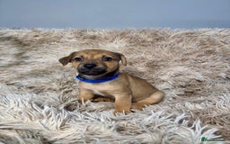 Jack Russell dogs for sale: Much Wenlock Mix Miniature Jack Russell Puppies - Image 10